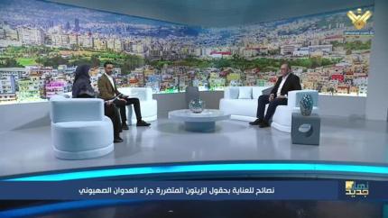 نصائح للعناية بحقول الزيتون المتضررة جراء العدوان الصهيوني